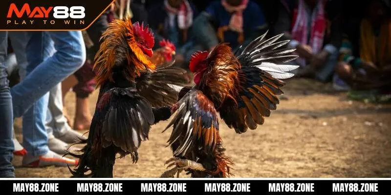 Đá gà Campuchia | Sàn đấu đỉnh cao dành cho chiến kê MAY88 4 Cá cược Đá Gà Campuchia những điều cần newbie chú ý