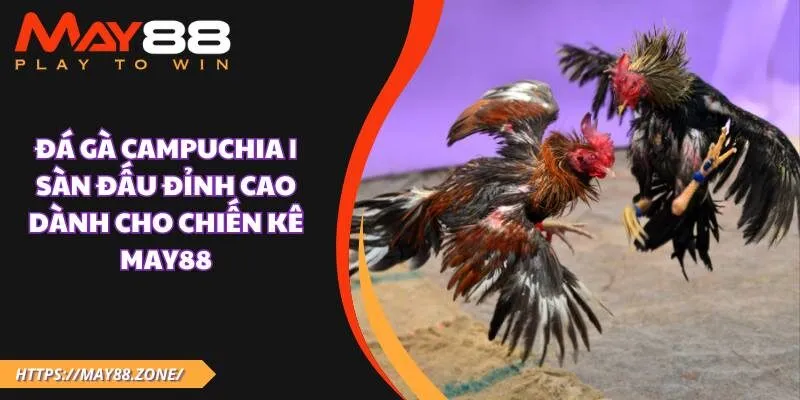 Đá gà Campuchia | Sàn đấu đỉnh cao dành cho chiến kê MAY88 21 Đá gà Campuchia | Sàn đấu đỉnh cao dành cho chiến kê MAY88