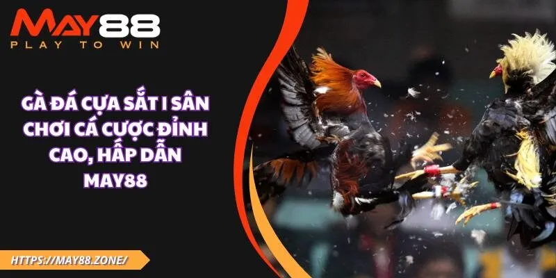 Gà đá cựa sắt | sân chơi cá cược đỉnh cao, hấp dẫn MAY88 13 Gà đá cựa sắt | sân chơi cá cược đỉnh cao, hấp dẫn MAY88