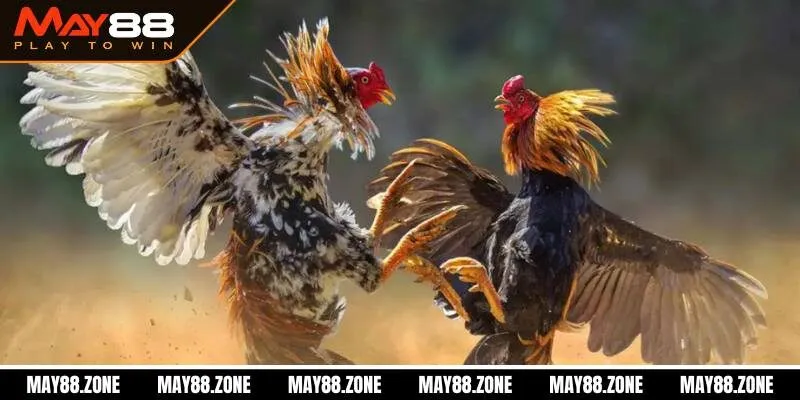 Cách nuôi gà đá chân mạnh | Tips chơi dễ thắng cho sư kê 2 Tầm quan trọng của cách nuôi gà đá chân mạnh là gì?