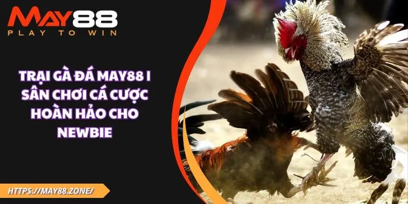 Trại gà đá MAY88 | Sân chơi cá cược hoàn hảo cho newbie 1 Trại gà đá MAY88 | Sân chơi cá cược hoàn hảo cho newbie